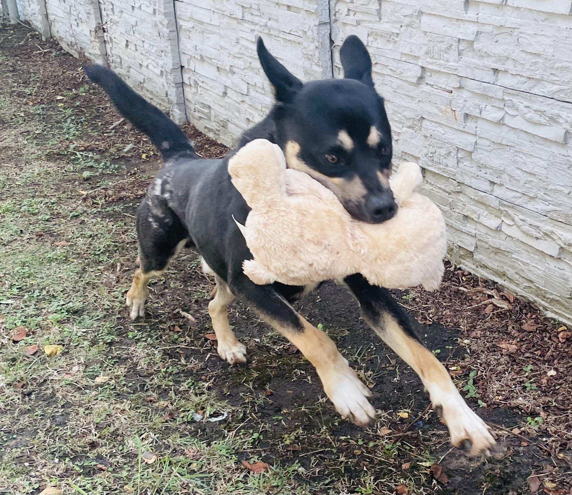 Enlarge Ludo, a Adoptable mixed breed in Seabrook, TX image 1/6
