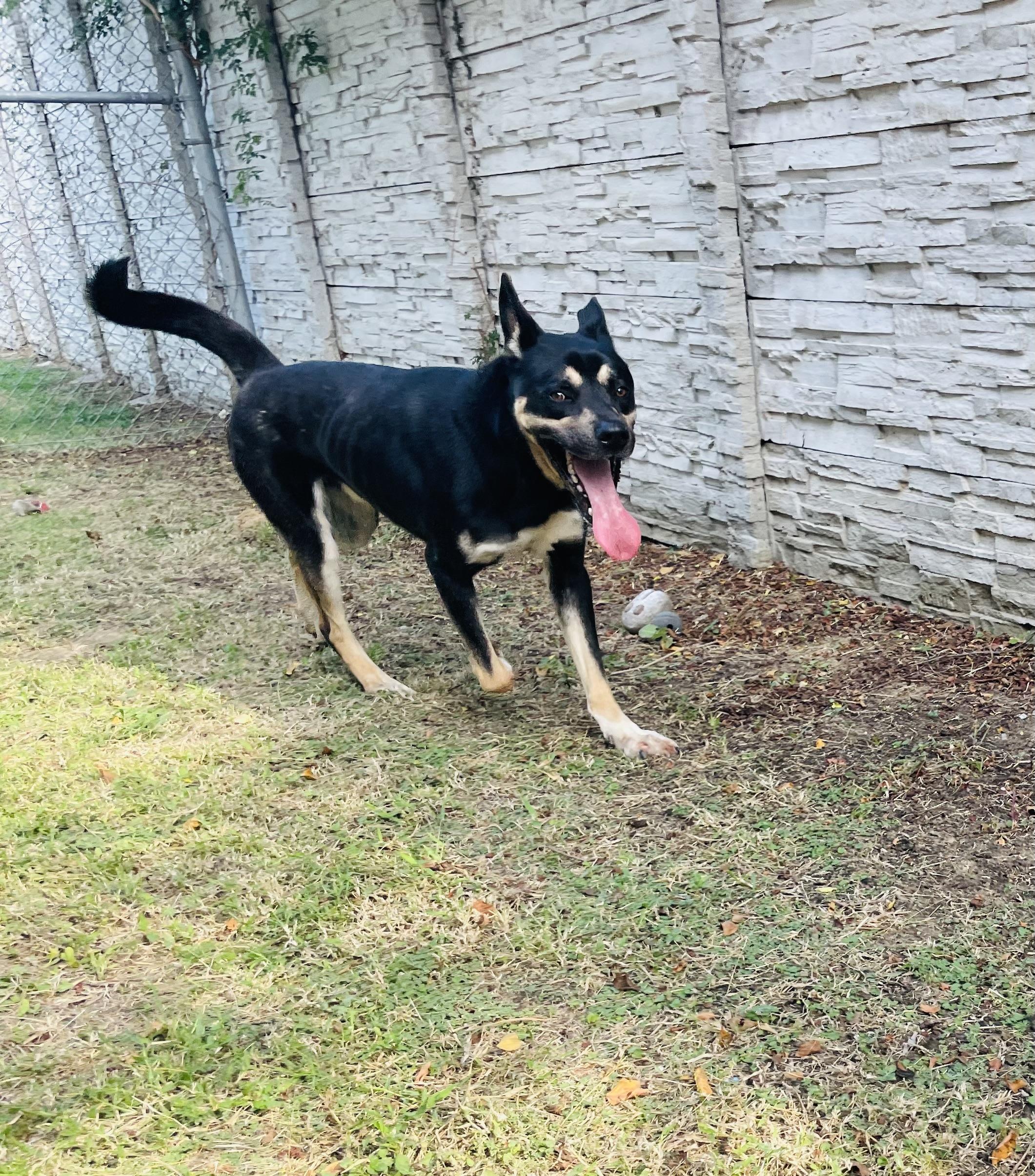 Enlarge Ludo, a Adoptable mixed breed in Seabrook, TX image 5/6