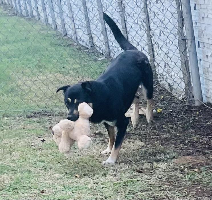 Enlarge Ludo, a Adoptable mixed breed in Seabrook, TX image 3/6