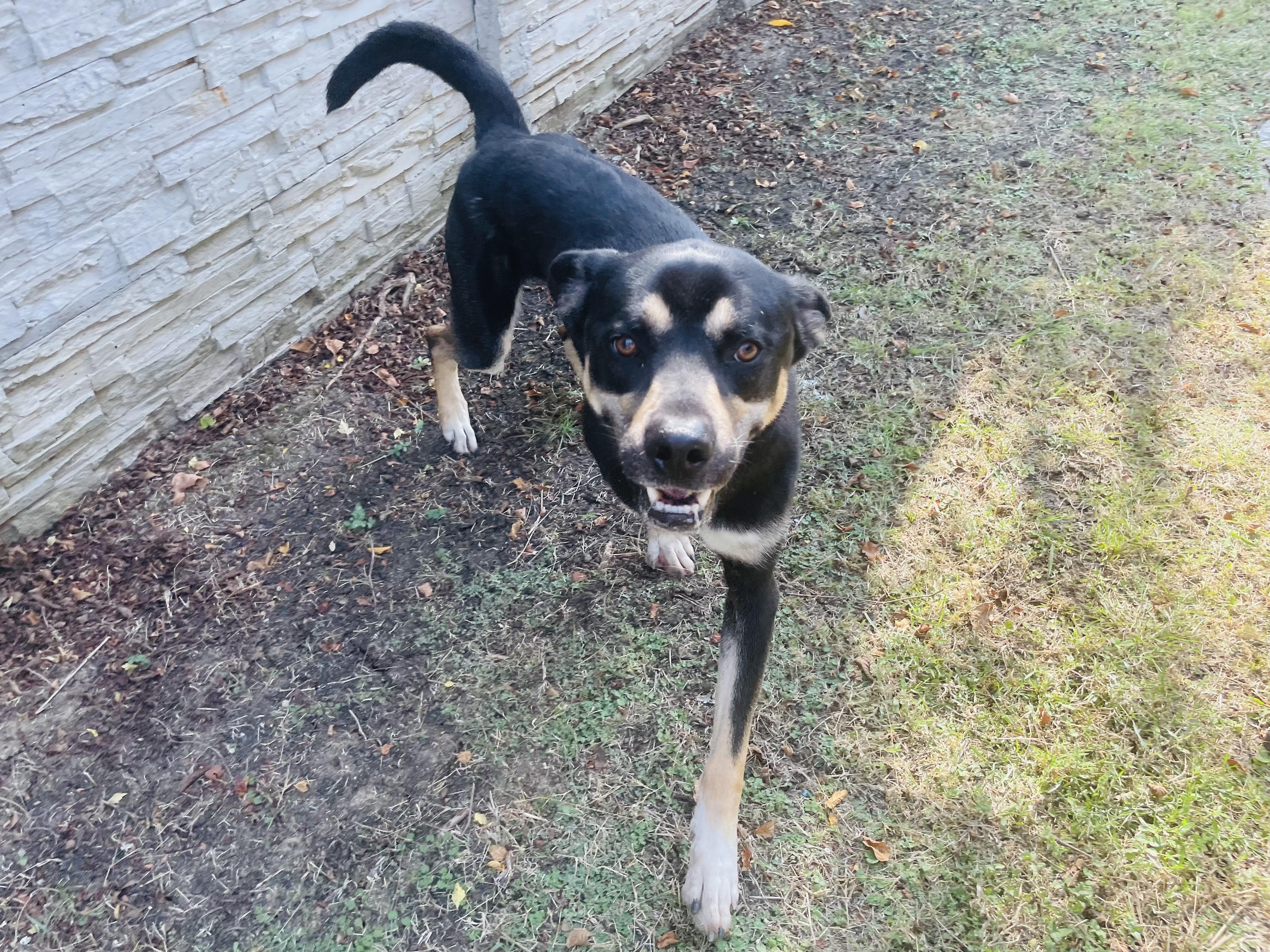Ludo, Adoptable, Adult Male Husky & Hound.