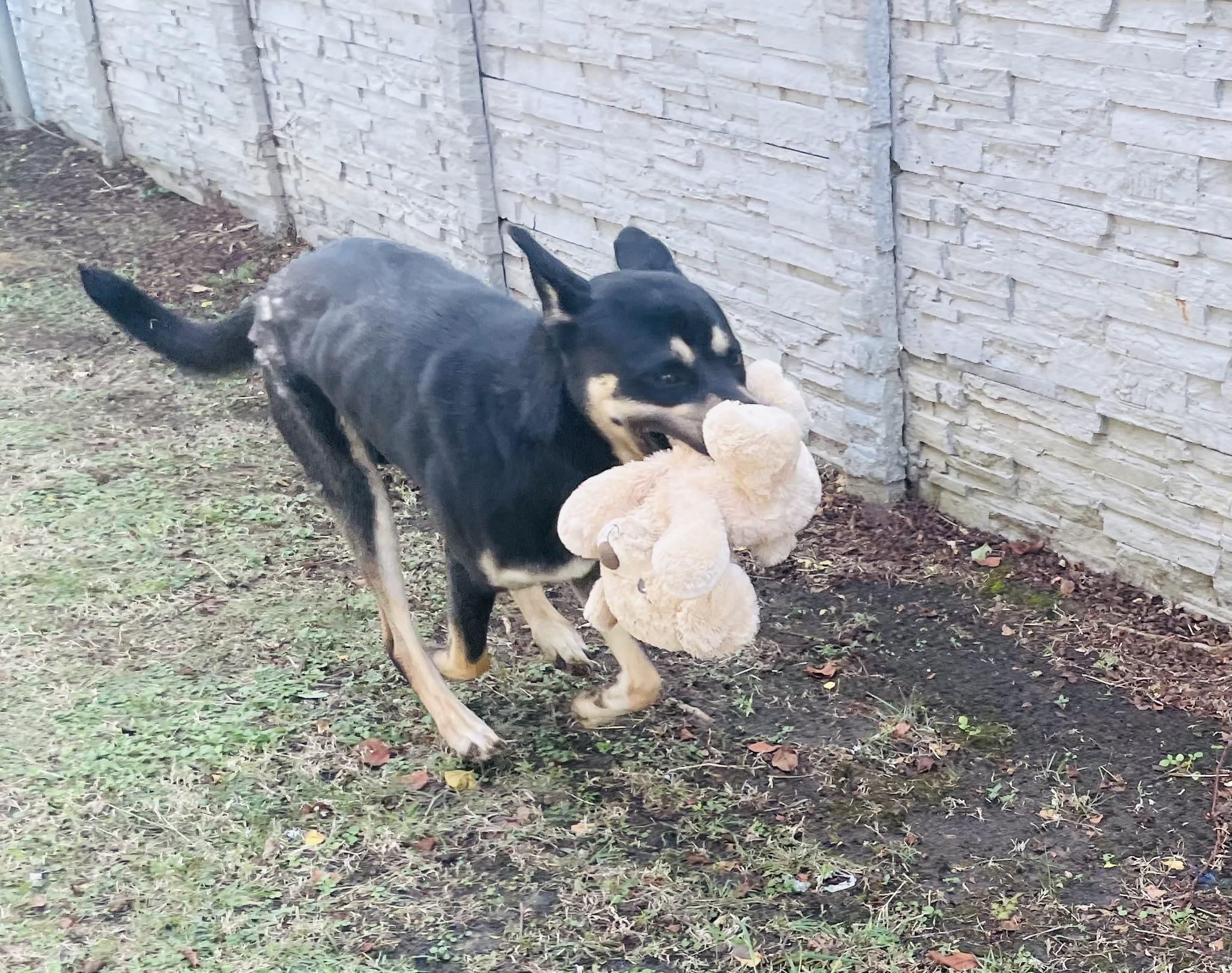 Enlarge Ludo, a Adoptable mixed breed in Seabrook, TX image 4/6