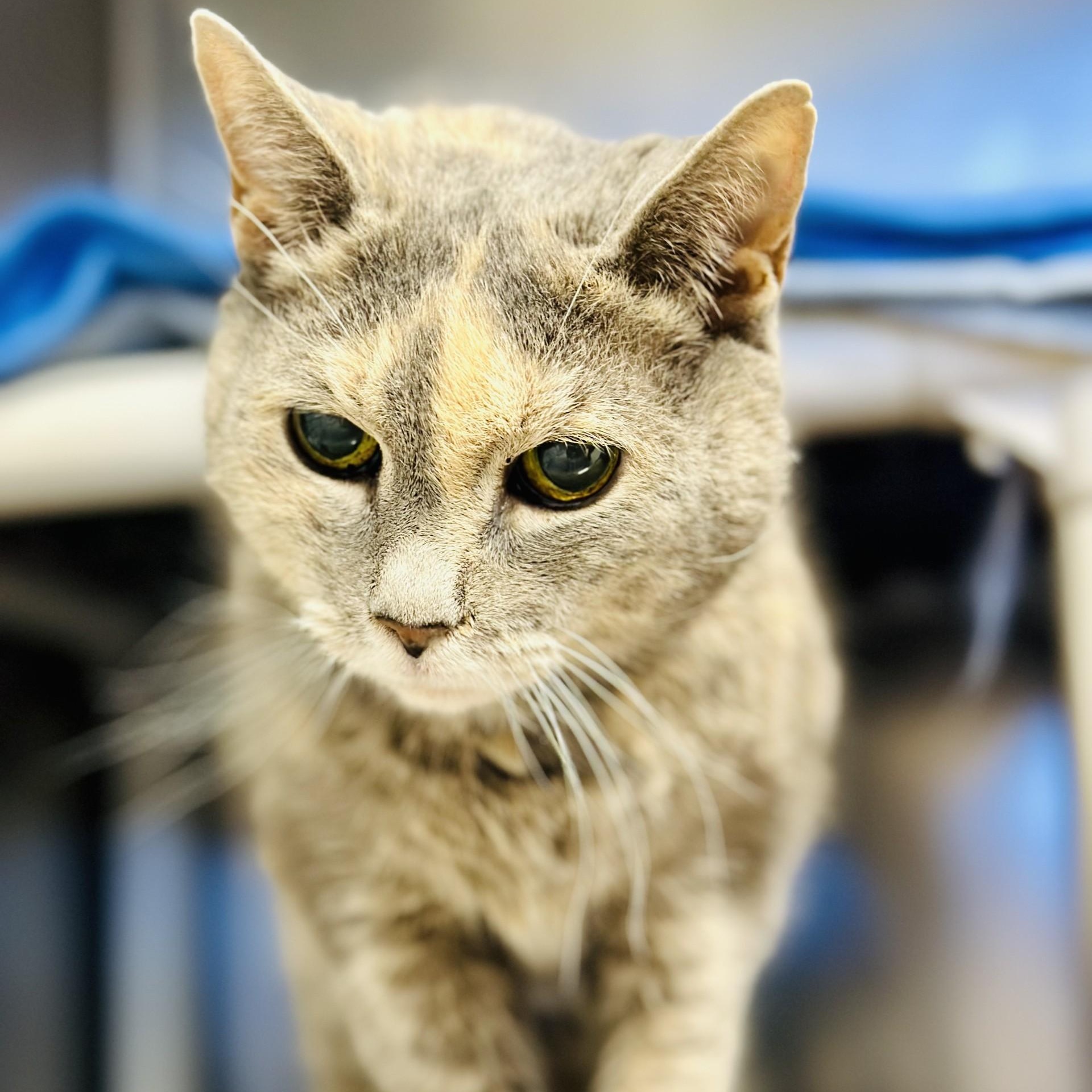 Moxie , ADOPTABLE, Senior Female Domestic Short Hair.