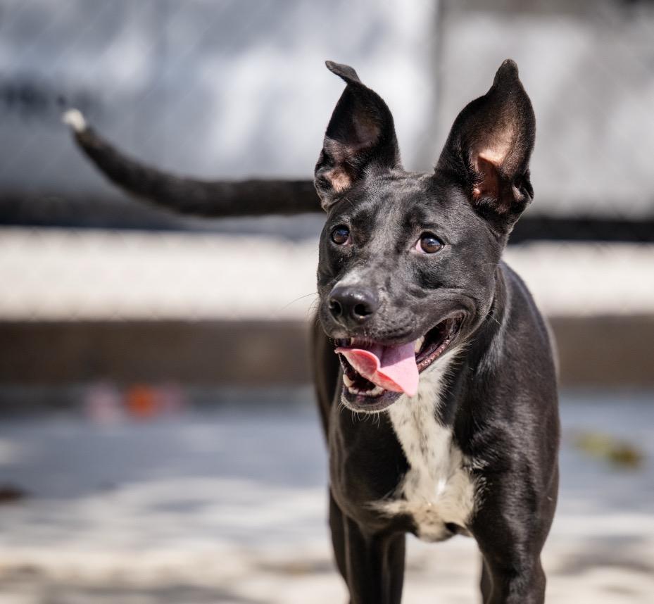 Rosie, Adoptable, Young Female Labrador Retriever & Shepherd.