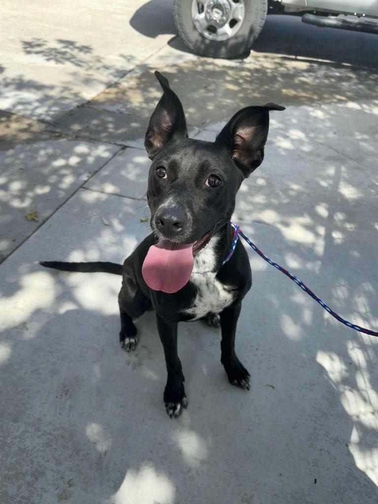 Rosie, a Adoptable mixed breed in Twentynine Palms, CA image 2/5