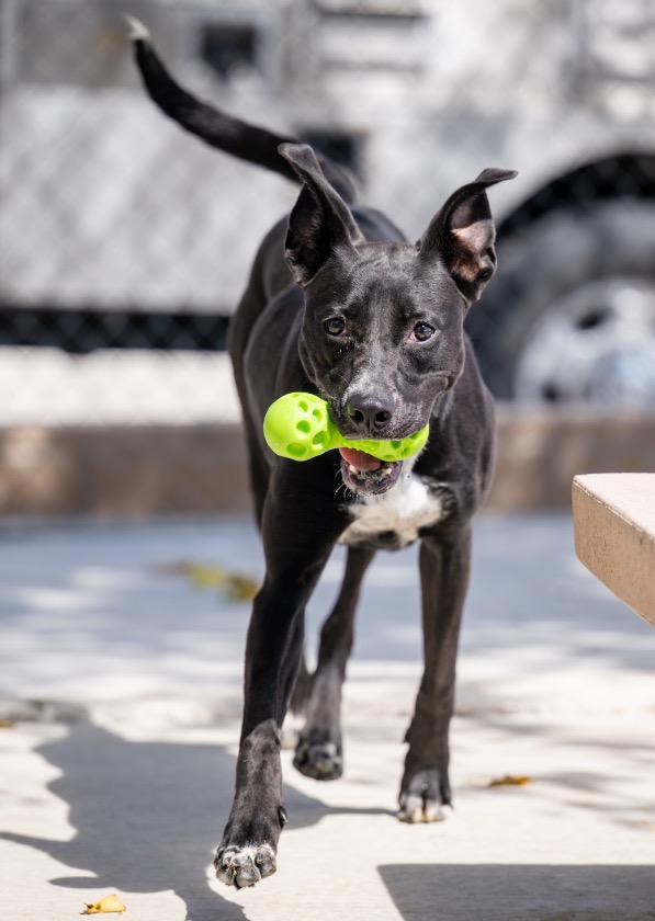 Rosie, a Adoptable mixed breed in Twentynine Palms, CA image 3/5