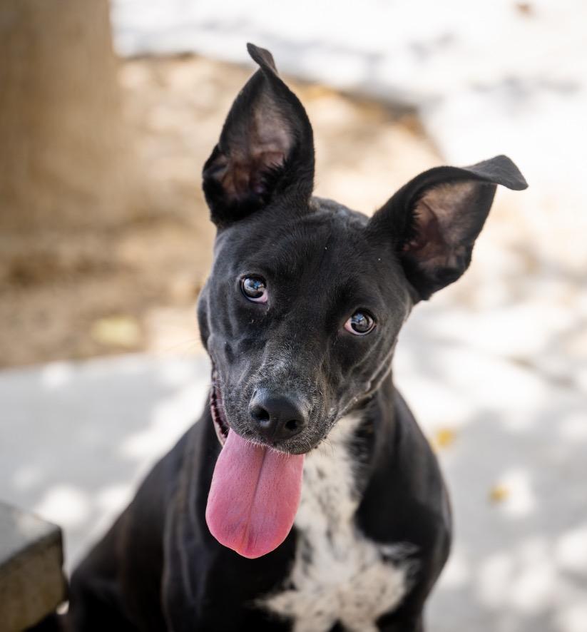 Rosie, a Adoptable mixed breed in Twentynine Palms, CA image 4/5
