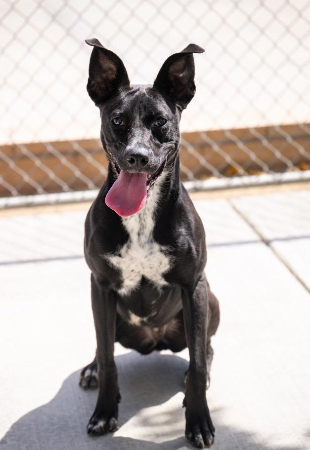 Rosie, a Adoptable mixed breed in Twentynine Palms, CA image 5/5
