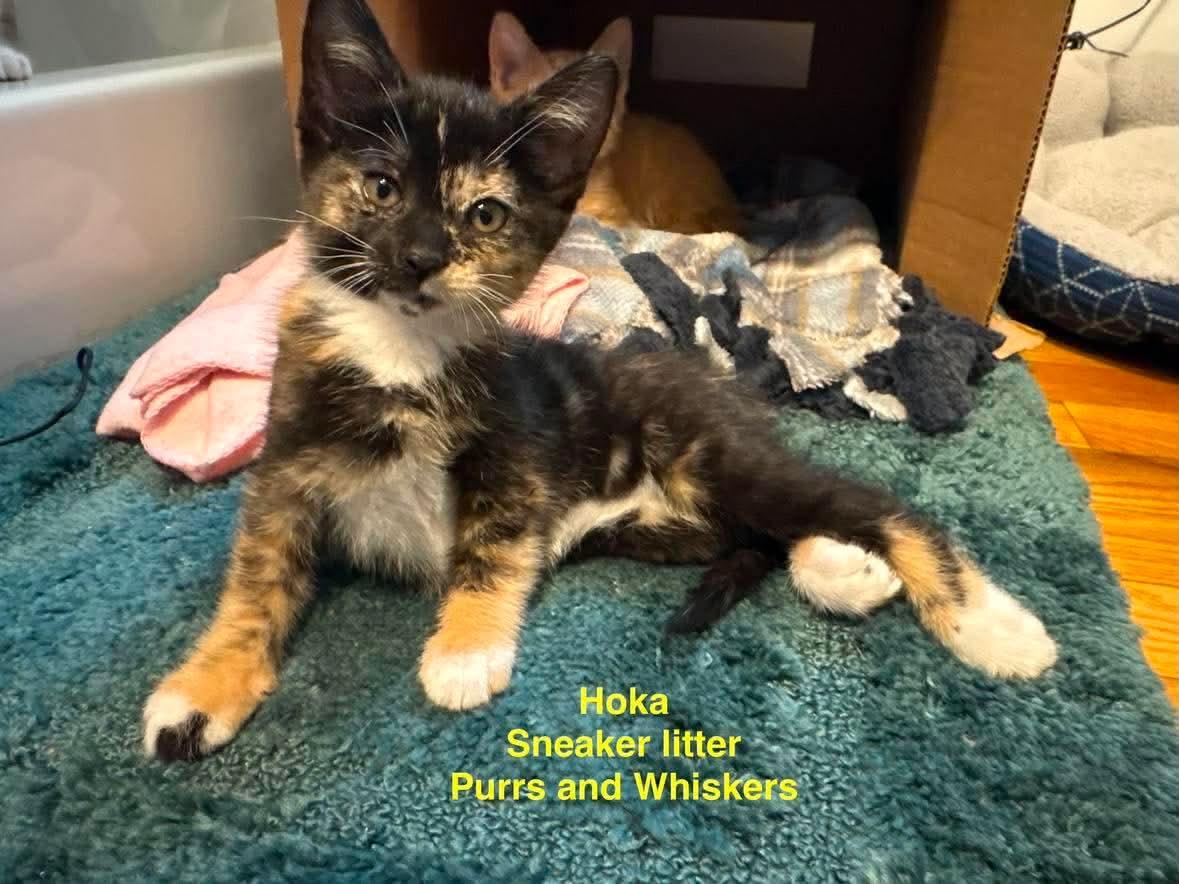 Hoka, Adopted, Kitten Female Domestic Short Hair.
