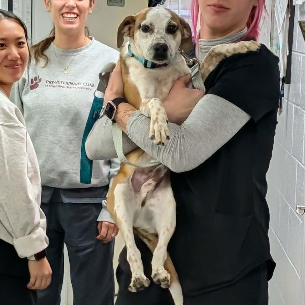 Enlarge  Bodie, a Adoptable mixed breed in Hopkinton, MA image 4/4