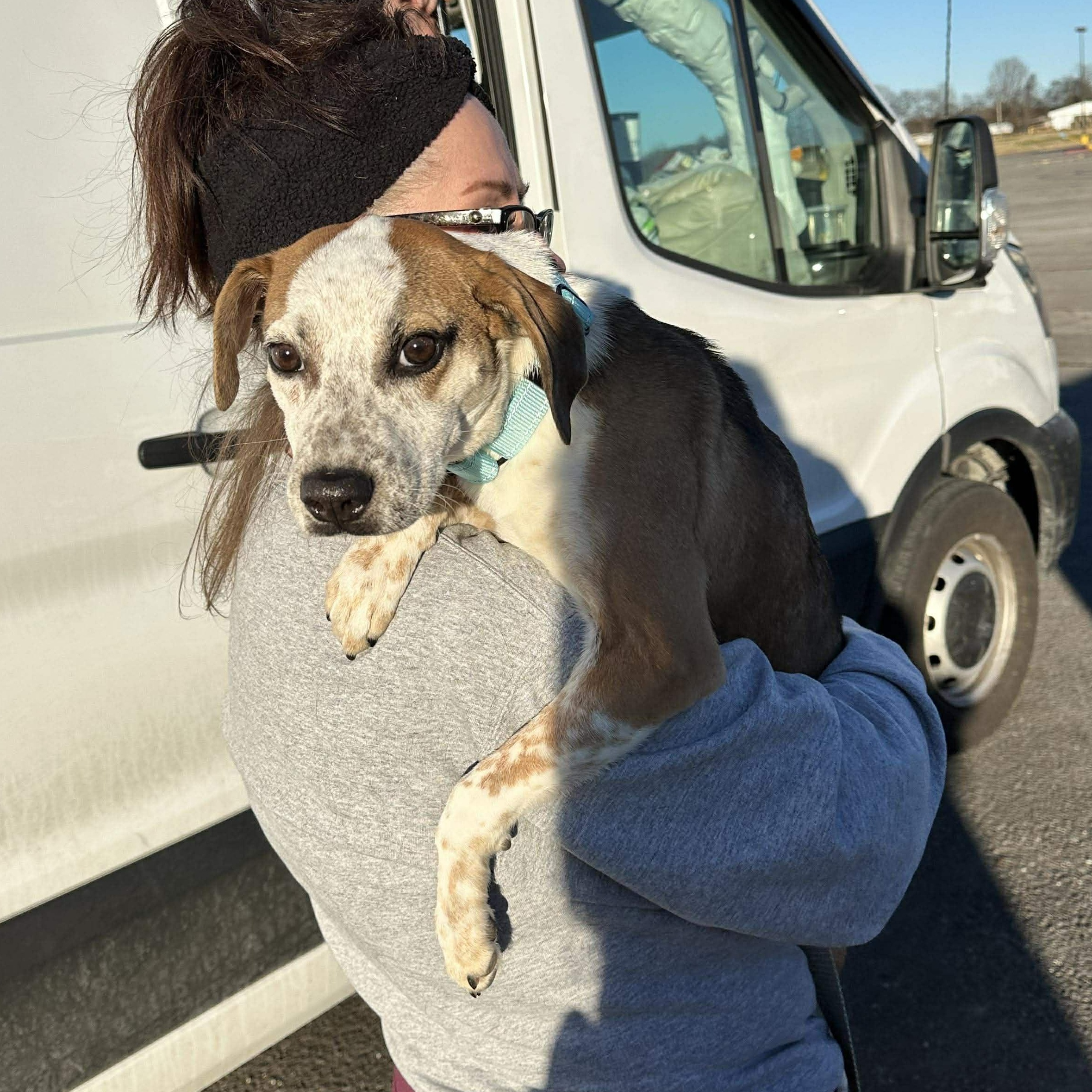 Enlarge  Bodie, a Adoptable mixed breed in Hopkinton, MA image 2/4