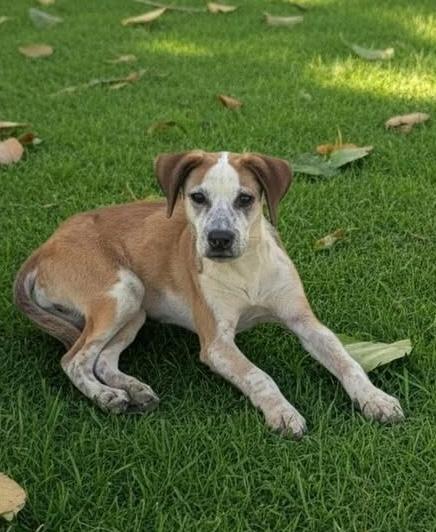 Bodie, Adoptable, Puppy Male Hound.