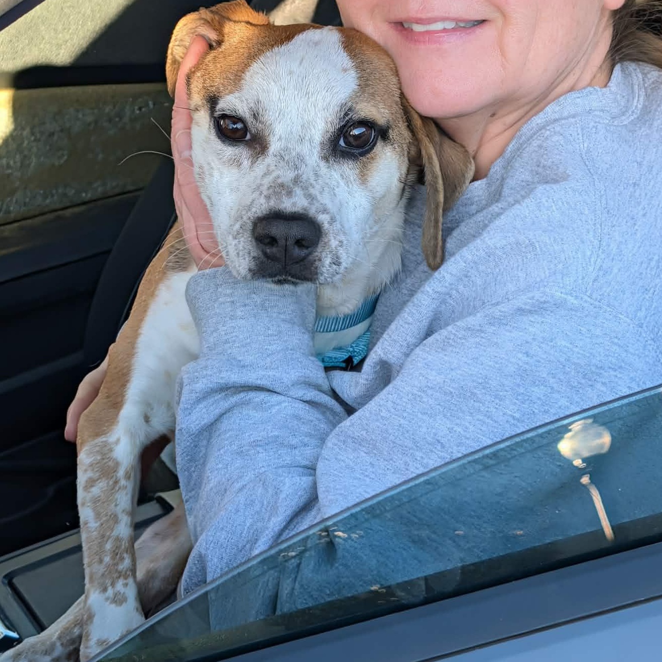 Enlarge  Bodie, a Adoptable mixed breed in Hopkinton, MA image 3/4