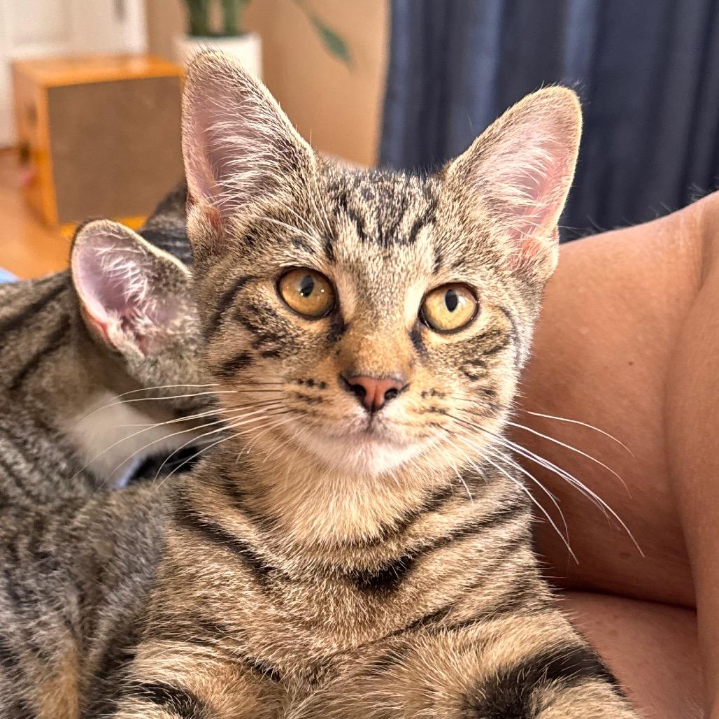 Dahlia Allen-CA, Adoptable, Kitten Female Domestic Short Hair.