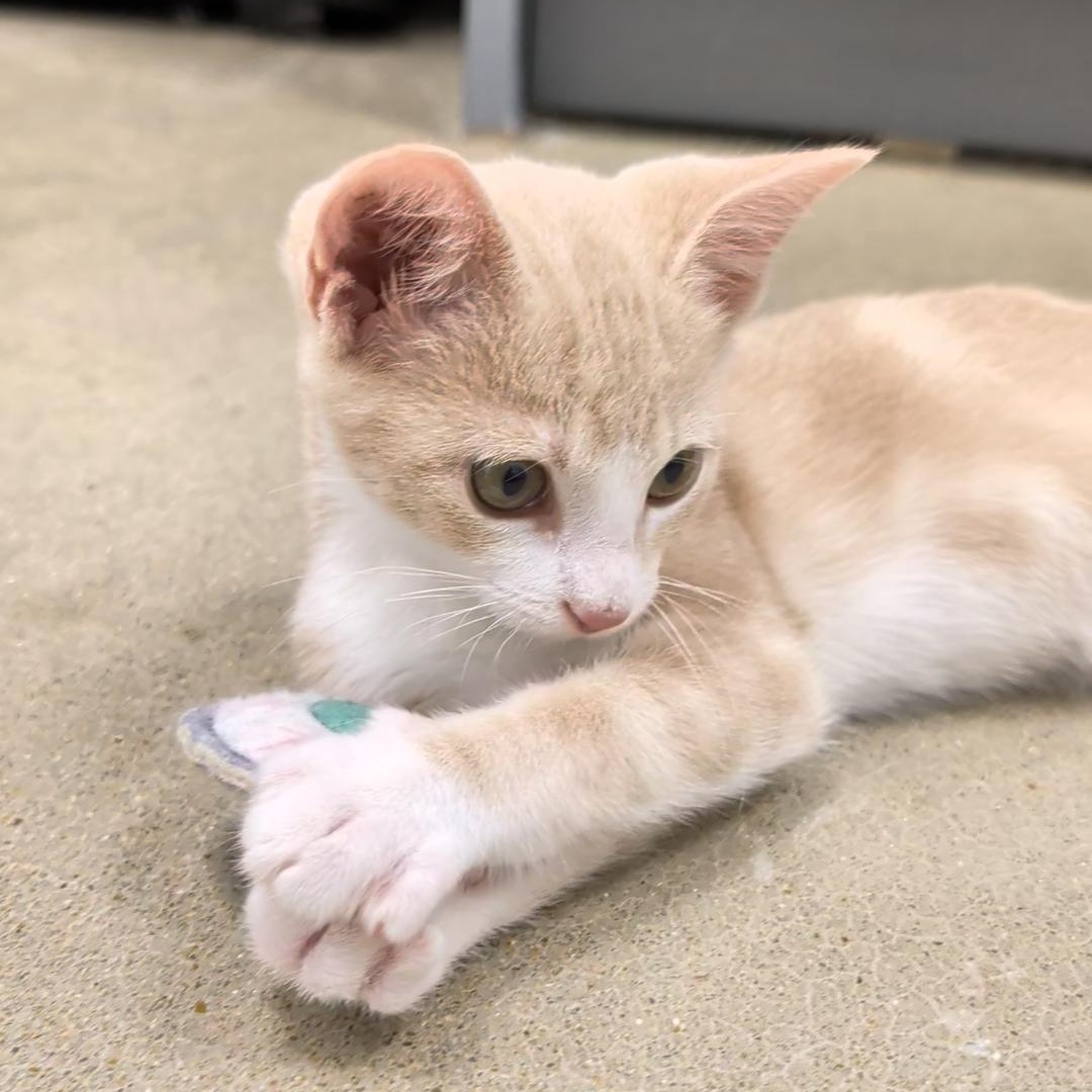 Enlarge Flash and Storm, a Adoptable Domestic Short Hair in Niantic, CT image 6/6