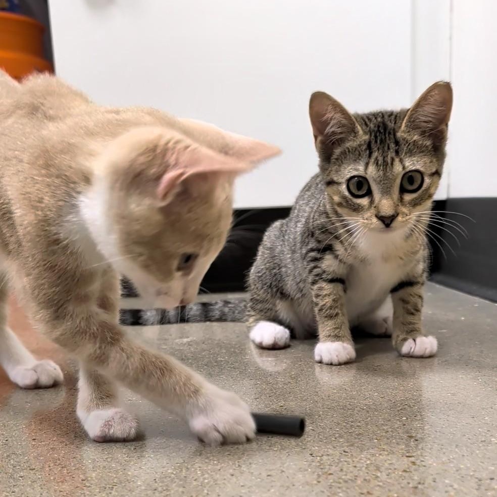 Flash and Storm, Adoptable, Kitten Female Domestic Short Hair.