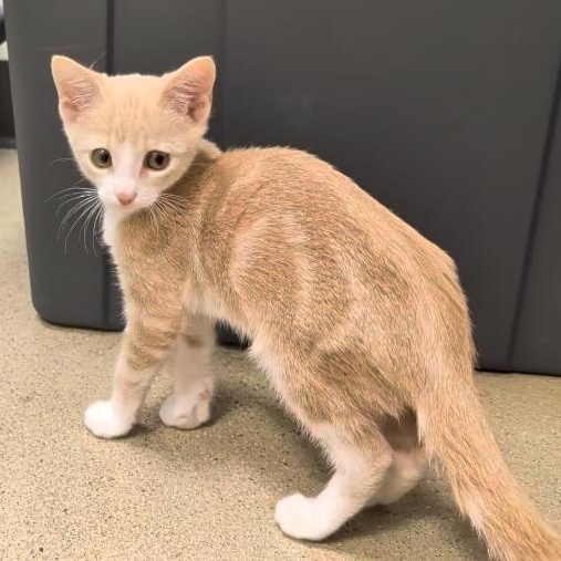 Enlarge Flash and Storm, a Adoptable Domestic Short Hair in Niantic, CT image 4/6