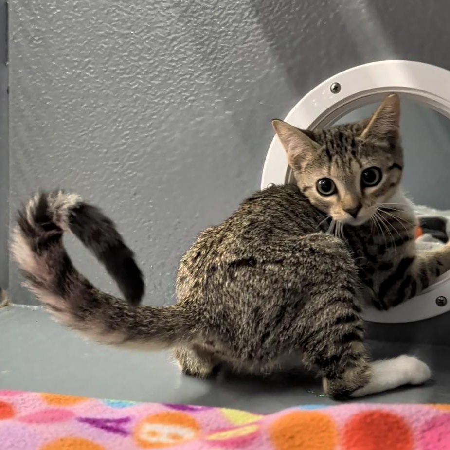 Enlarge Flash and Storm, a Adoptable Domestic Short Hair in Niantic, CT image 5/6