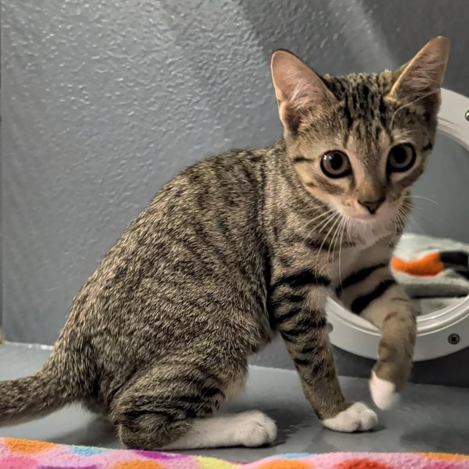 Enlarge Flash and Storm, a Adoptable Domestic Short Hair in Niantic, CT image 3/6