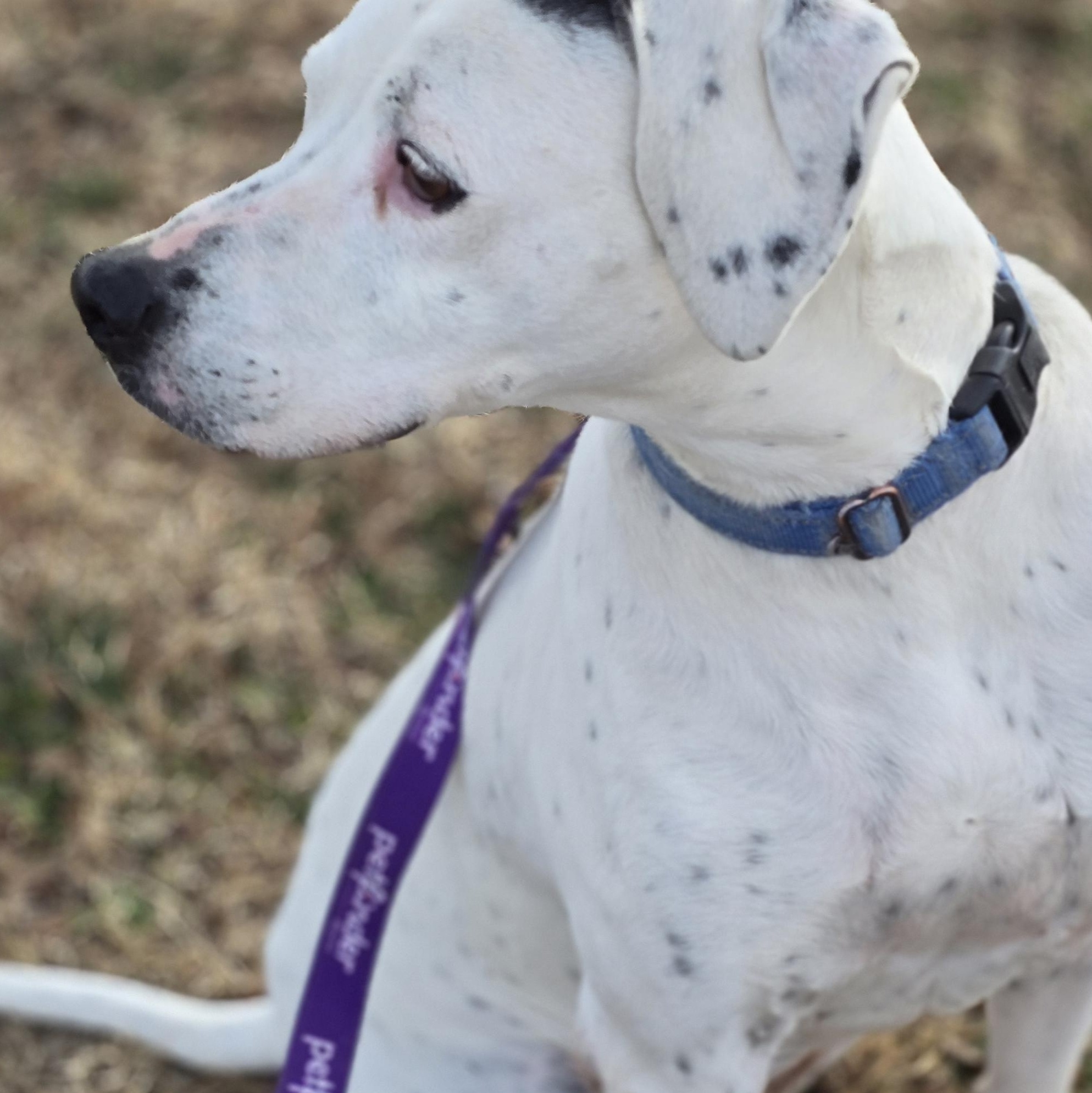 Shiner, a Adoptable mixed breed in Lubbock, TX image 2/5