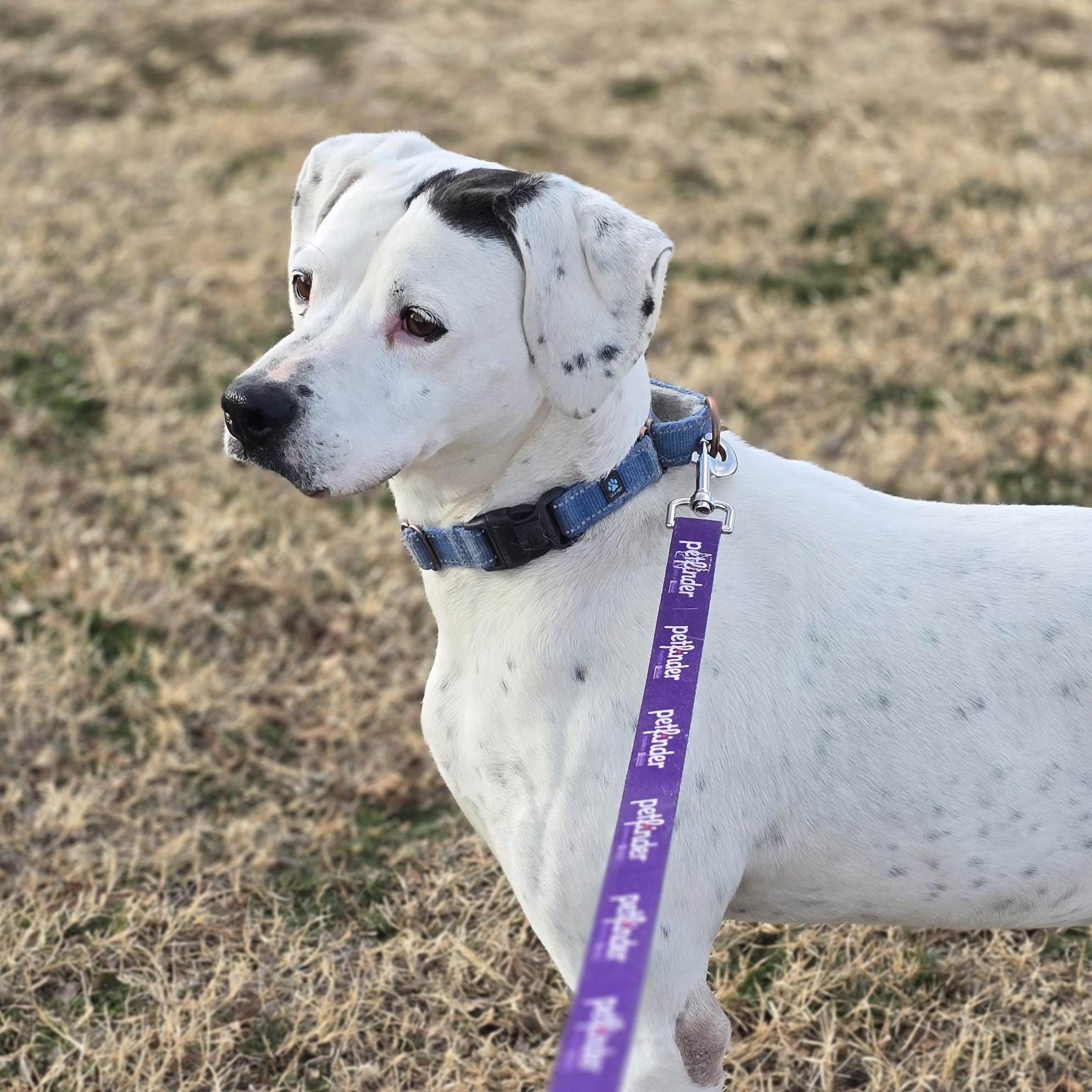 Shiner, a Adoptable mixed breed in Lubbock, TX image 1/5