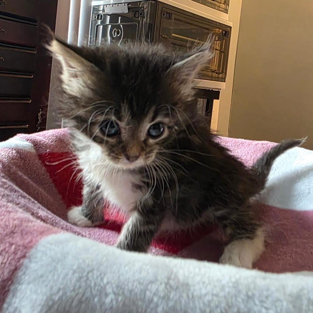 Sailor Moon, Adoptable, Kitten Female Domestic Medium Hair.