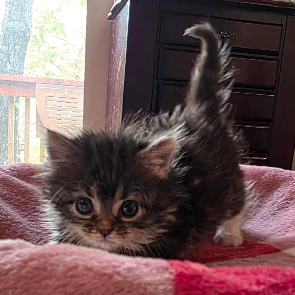 Sailor Moon, a Adoptable Domestic Medium Hair in Kansas City, MO image 2/6