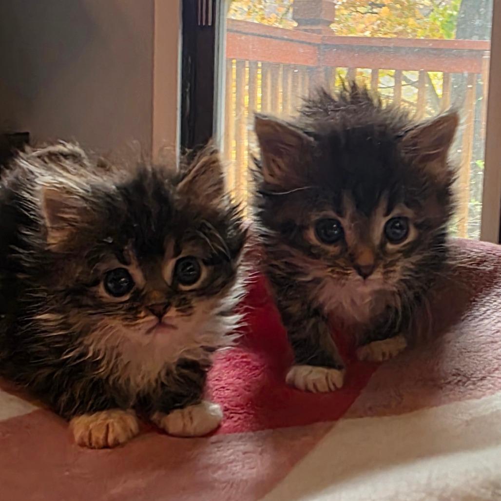 Sailor Moon, a Adoptable Domestic Medium Hair in Kansas City, MO image 3/6