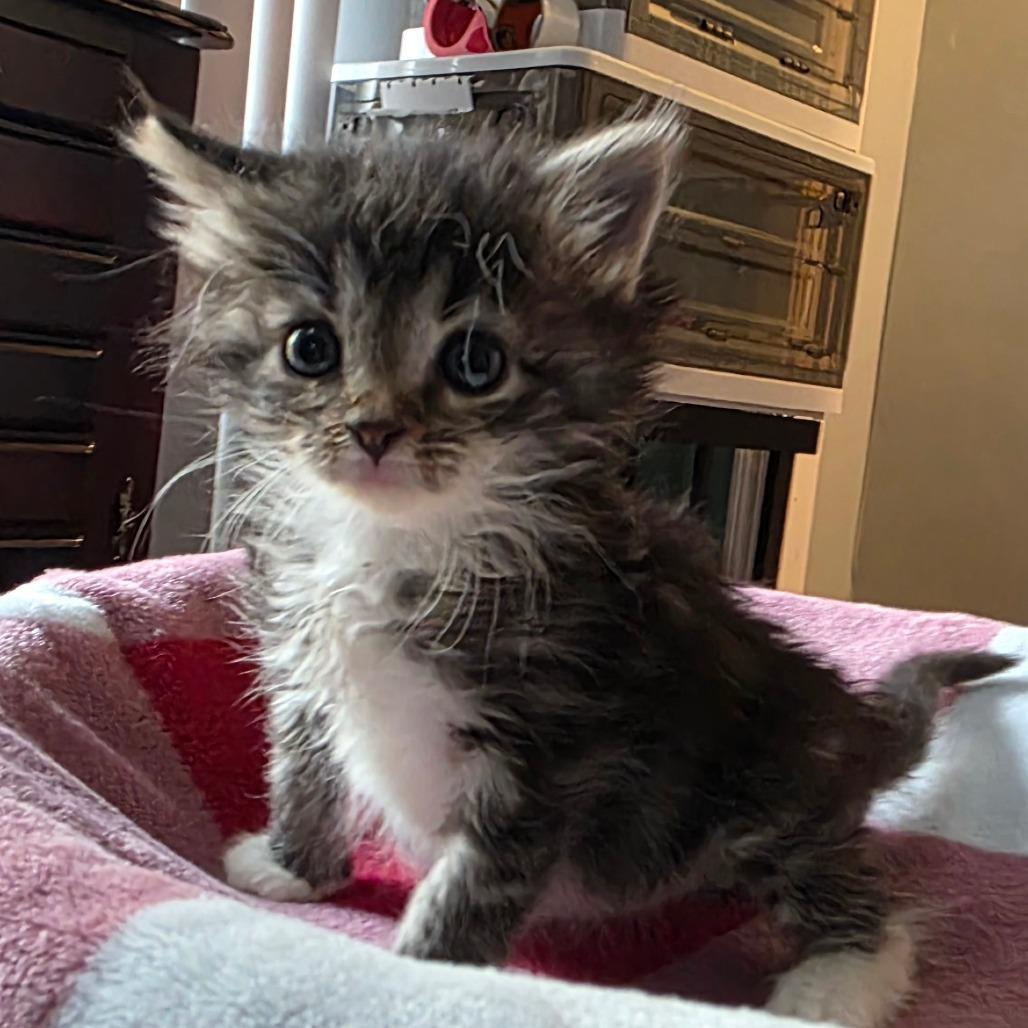 Sailor Moon, a Adoptable Domestic Medium Hair in Kansas City, MO image 4/6