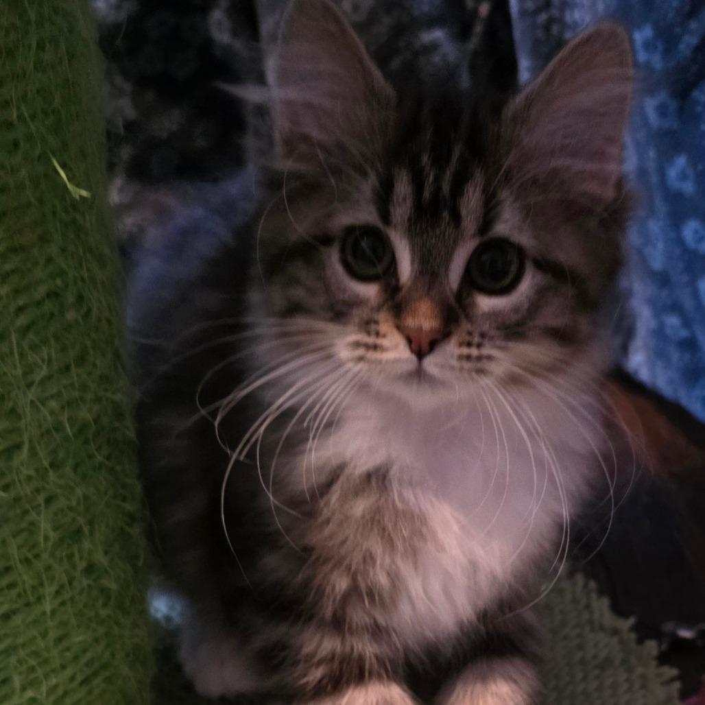 Sailor Moon, a Adoptable Domestic Medium Hair in Kansas City, MO image 5/6