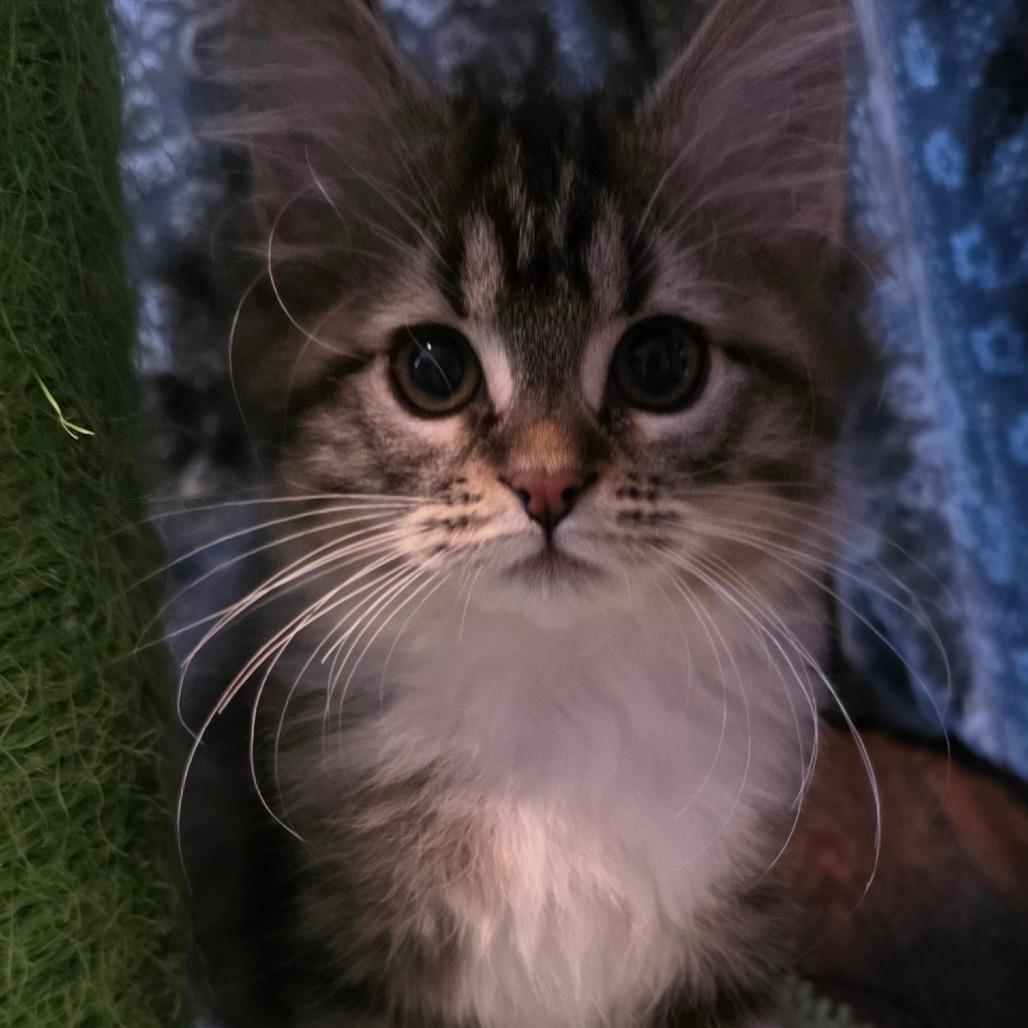 Sailor Moon, a Adoptable Domestic Medium Hair in Kansas City, MO image 6/6