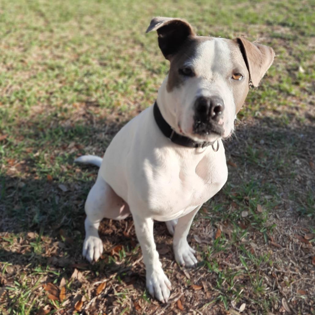 Ace Ventura, Adoptable, Adult Male Terrier & Mixed Breed.