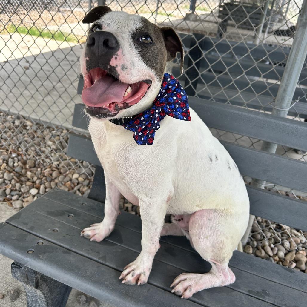 Enlarge Ace Ventura, a Adoptable mixed breed in Corpus Christi, TX image 2/6