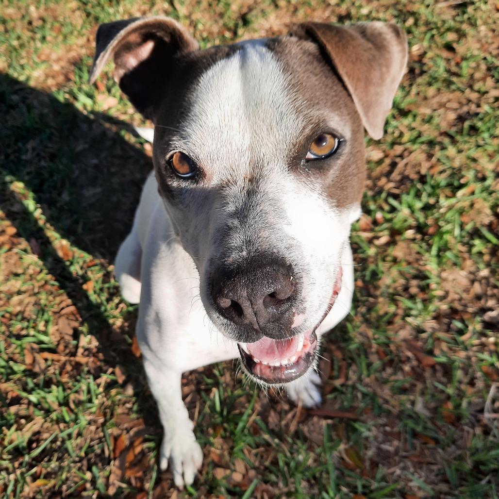 Ace Ventura, a Adoptable mixed breed in Corpus Christi, TX image 3/6