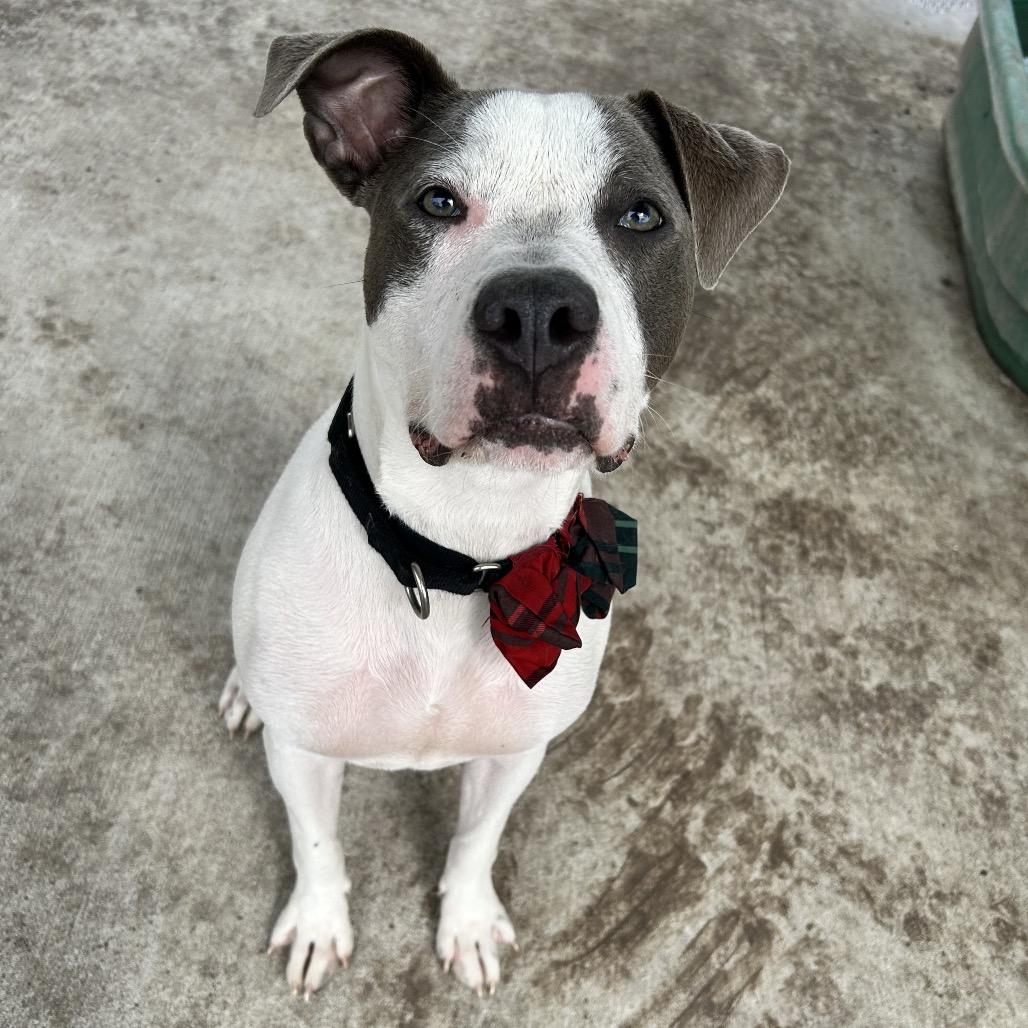 Enlarge Ace Ventura, a Adoptable mixed breed in Corpus Christi, TX image 3/6