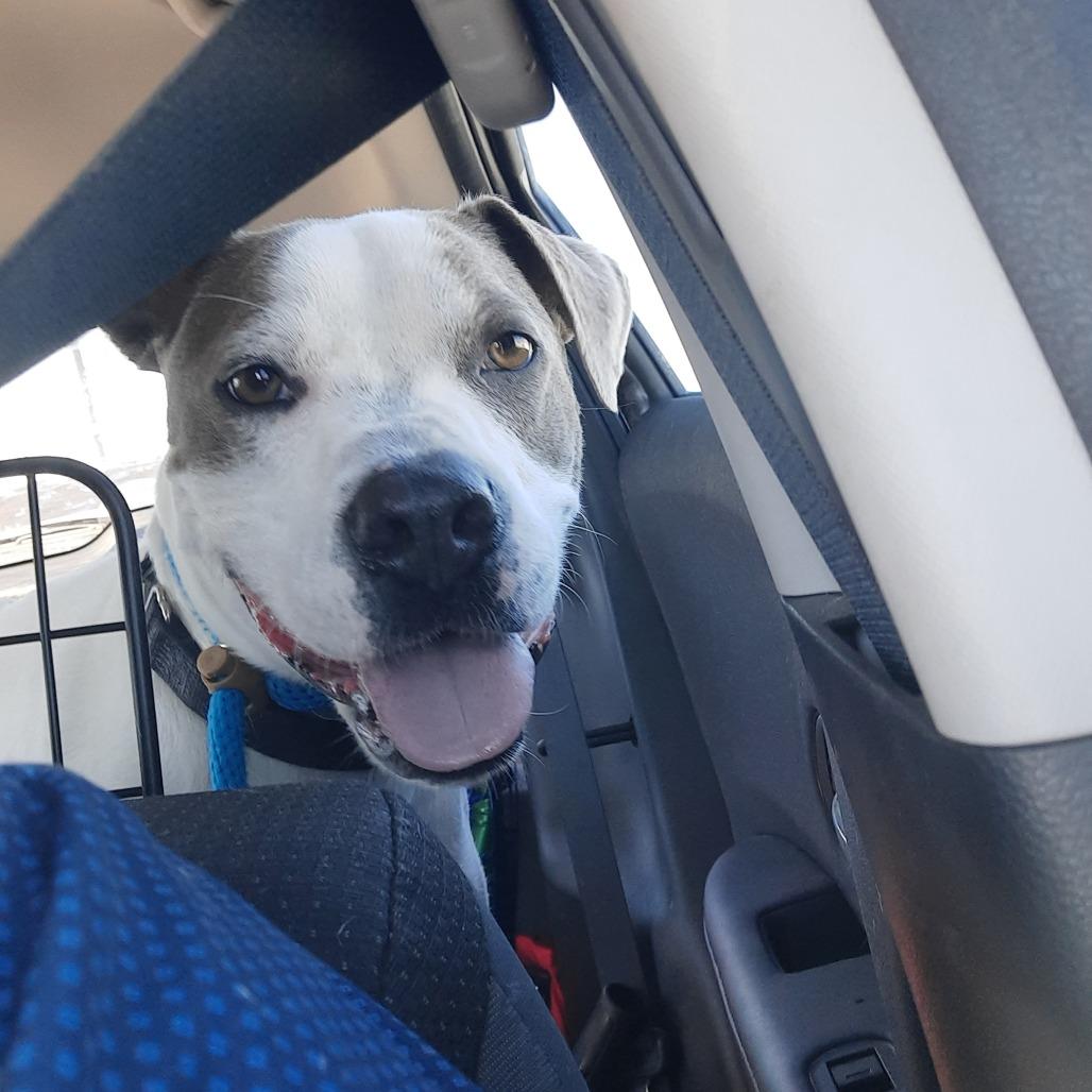 Enlarge Ace Ventura, a Adoptable mixed breed in Corpus Christi, TX image 4/6