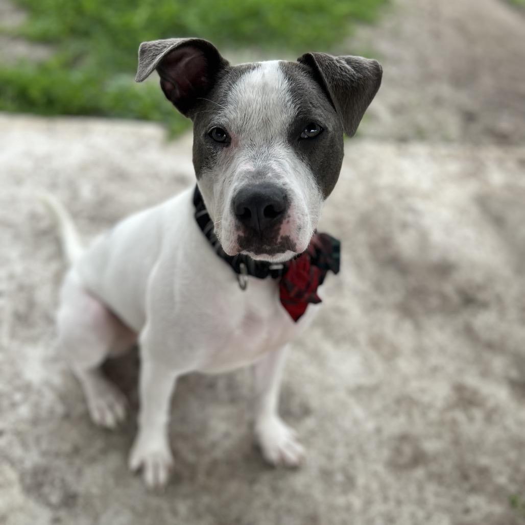 Enlarge Ace Ventura, a Adoptable mixed breed in Corpus Christi, TX image 5/6