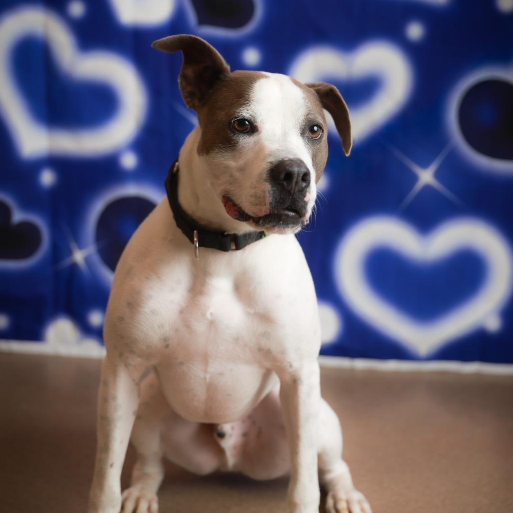 Enlarge Ace Ventura, a Adoptable mixed breed in Corpus Christi, TX image 6/6