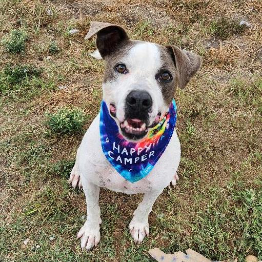 Enlarge Ace Ventura, a Adoptable mixed breed in Corpus Christi, TX image 5/5