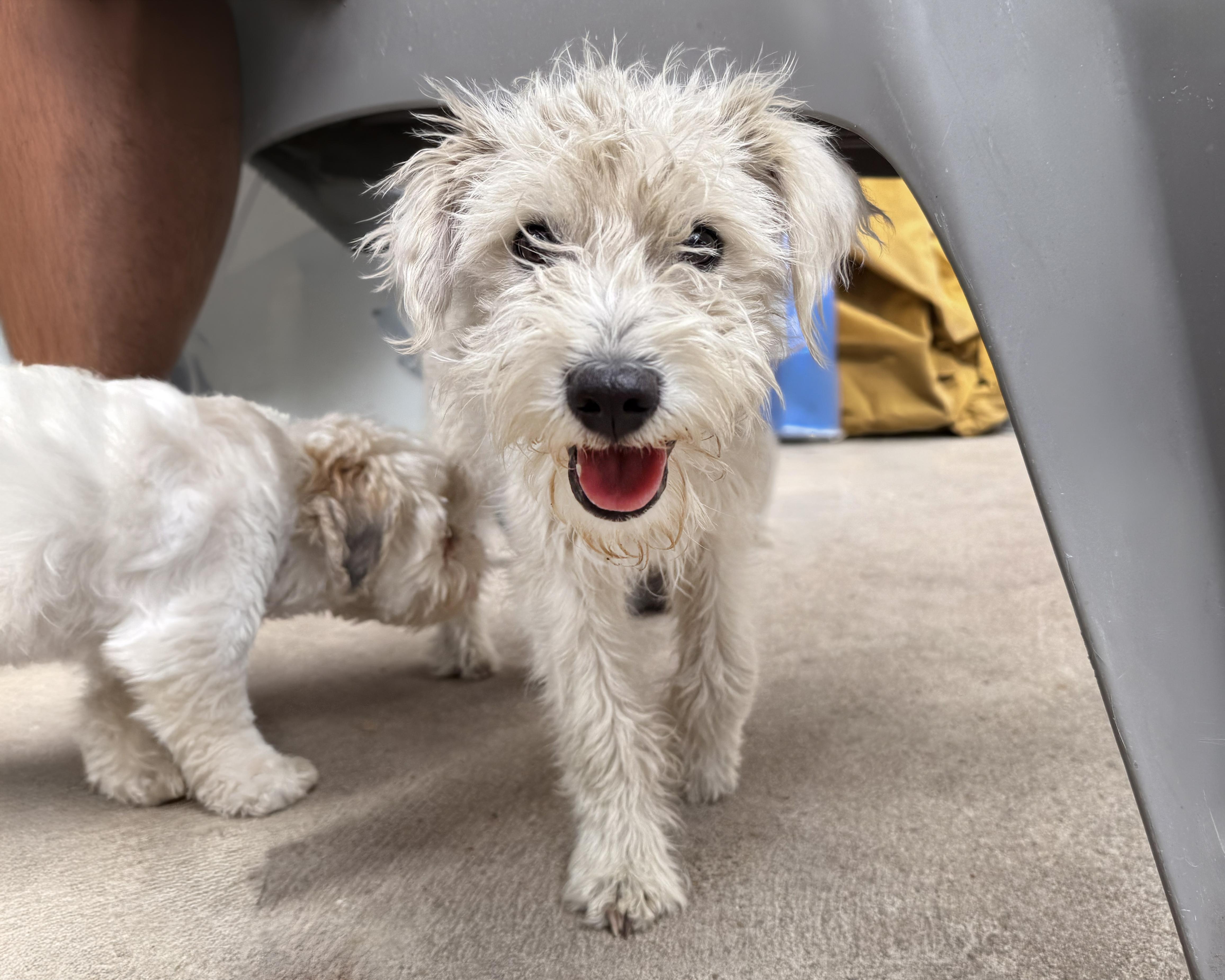 Enlarge Oso- oh so cute!, an adopted mixed breed in Boulder, CO image 1/2