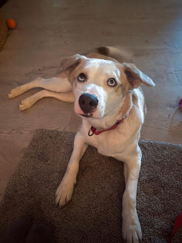 Enlarge Yeti, a Adoptable mixed breed in renton, WA image 1/6