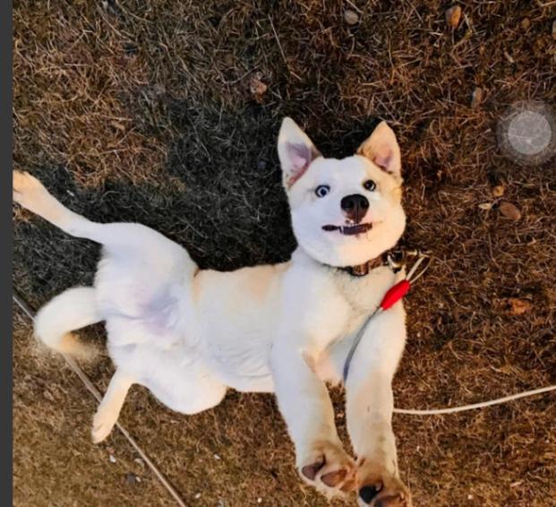 Enlarge Yeti, a Adoptable mixed breed in renton, WA image 2/6