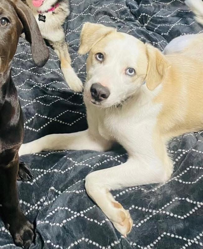 Enlarge Yeti, a Adoptable mixed breed in renton, WA image 3/6