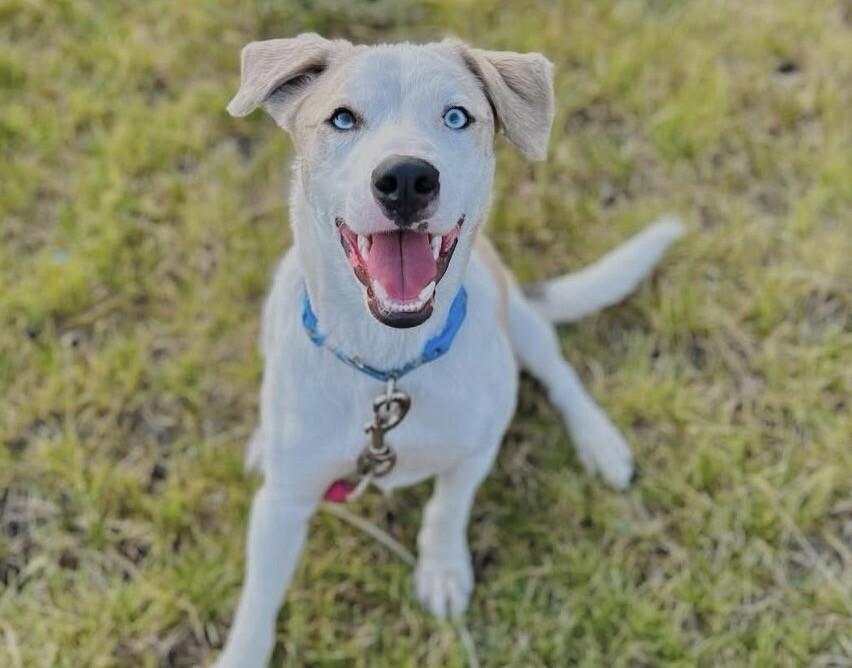 Enlarge Yeti, a Adoptable mixed breed in renton, WA image 4/6