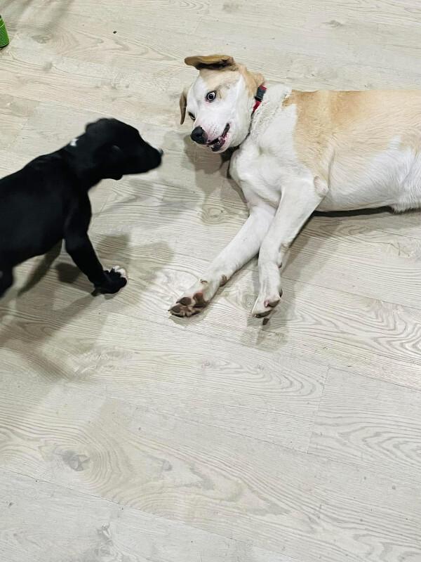 Enlarge Yeti, a Adoptable mixed breed in renton, WA image 5/6