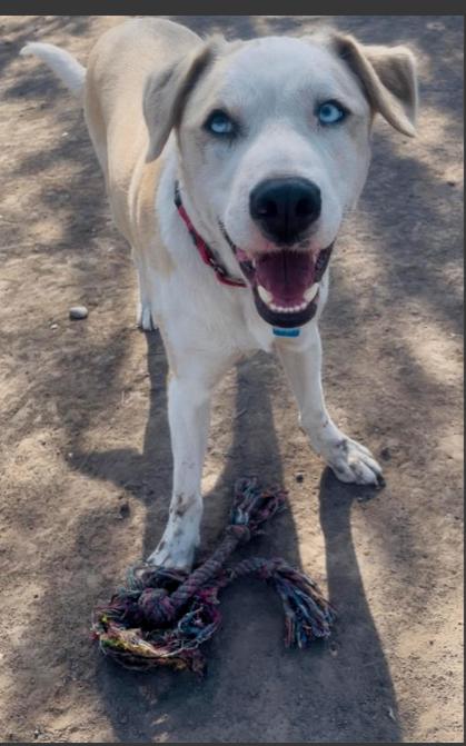 Enlarge Yeti, a Adoptable mixed breed in renton, WA image 6/6
