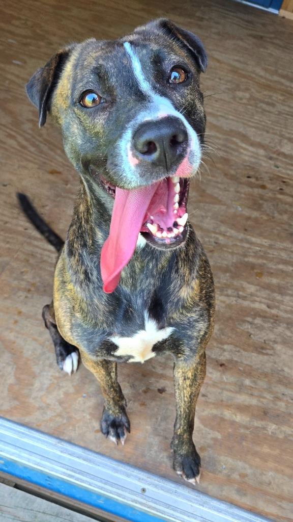Miss Hattie Yrly 158, Adoptable, Young Female Terrier.