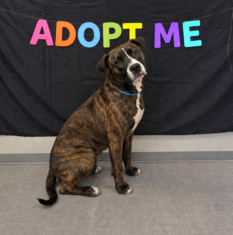 Enlarge Miss Hattie Yrly 158, a Adoptable mixed breed in Sidney, OH image 1/5