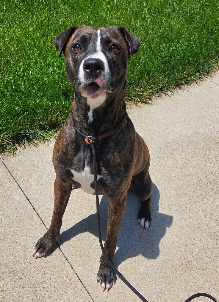 Miss Hattie Yrly 158, a Adoptable mixed breed in Sidney, OH image 2/6