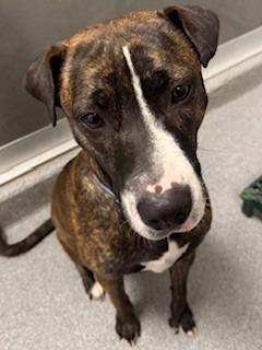 Enlarge Miss Hattie Yrly 158, a Adoptable mixed breed in Sidney, OH image 2/5