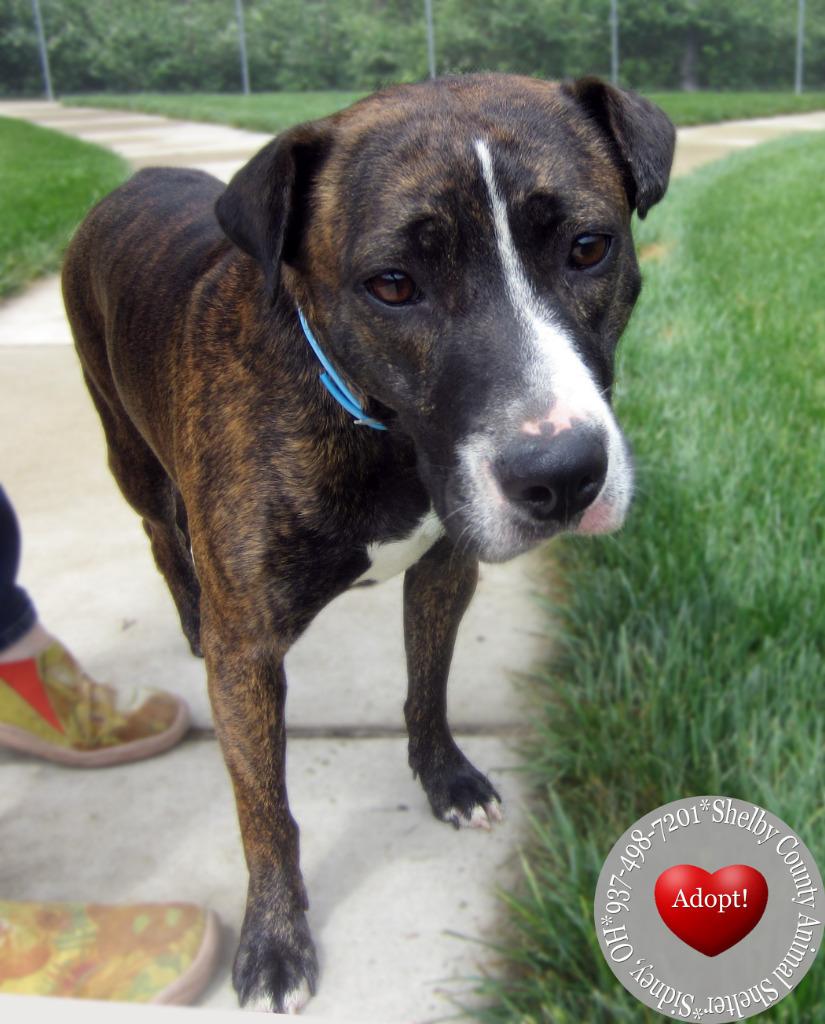 Enlarge Miss Hattie Yrly 158, a Adoptable mixed breed in Sidney, OH image 3/5